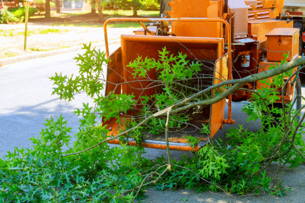 Best Tree Risk Assessment  in Hennessey, OK