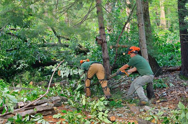 Reliable Hennessey, OK Tree Services Solutions