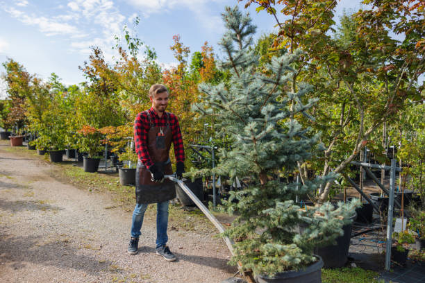 How Our Tree Care Process Works  in  Hennessey, OK