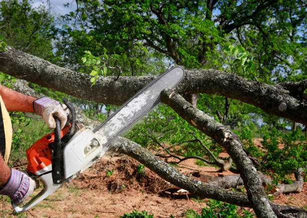 Best Tree Health Inspection  in Hennessey, OK